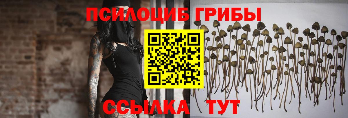 Сланцы  Псилоцибиновые грибы Cubensis  Вход с VPN  Галлюциногенные грибы Cubensis 